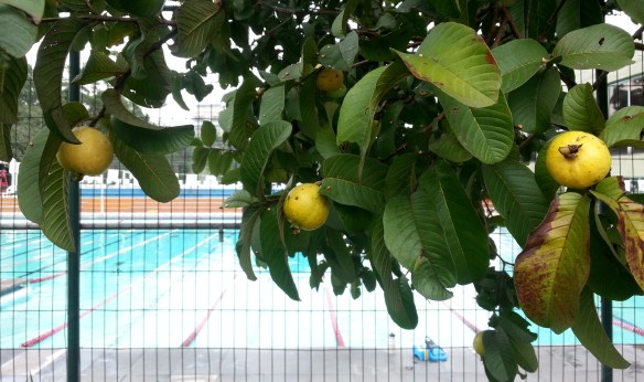 Os Pebas agradecem as goiabeiras do Clube Paineiras